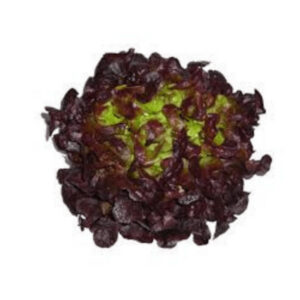 ENCIAM FULLA DE ROURE - UNITAT